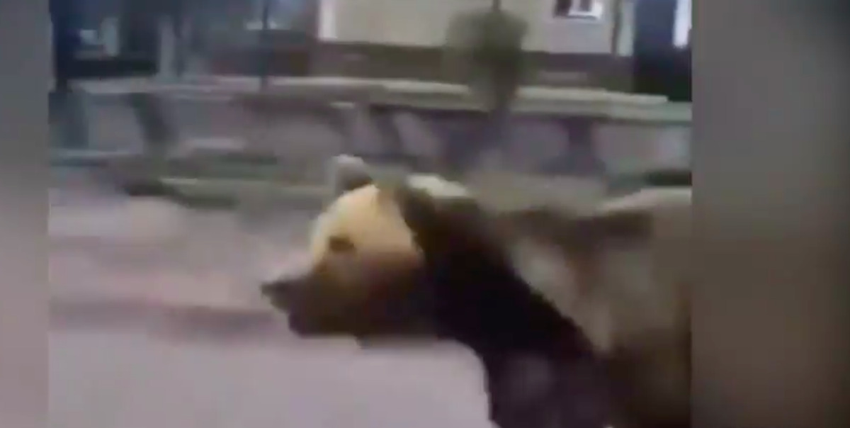 VIDEO | Slovacchia, orso aggredisce due persone: città nel panico