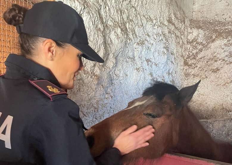 FOTO | Catania, ancora stalle abusive a San Cristoforo: il sequestro