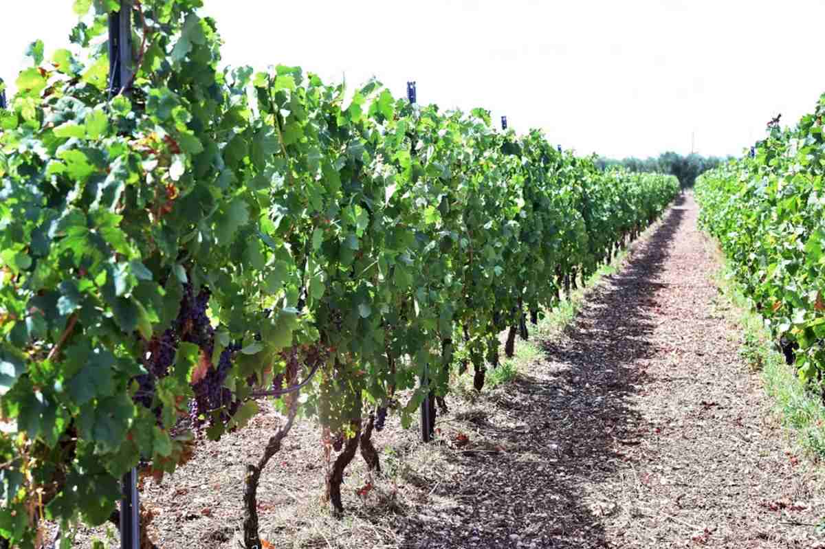 Export siciliano di uva e agrumi, scattano i controlli