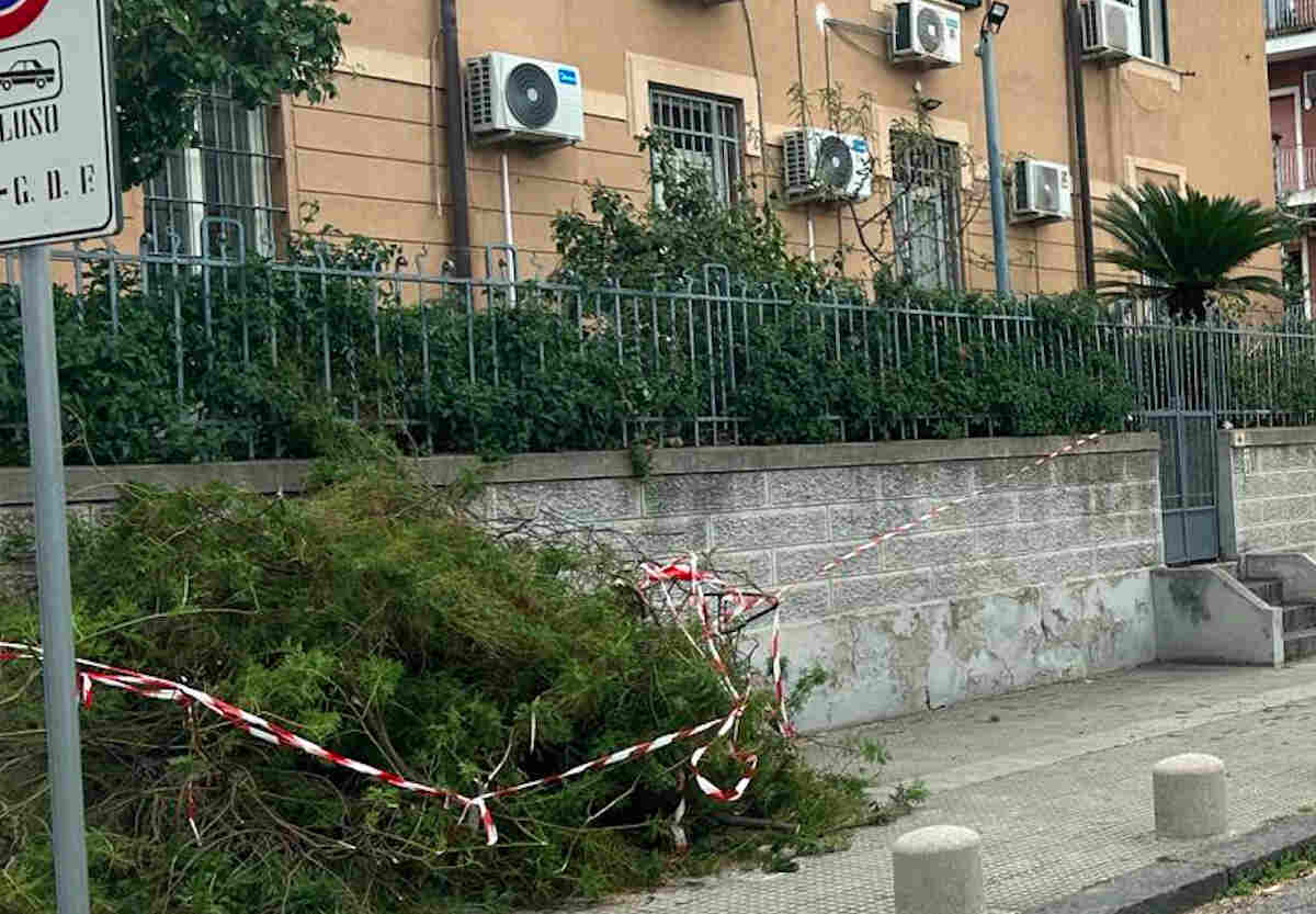 Forte vento a Messina dintorni, disagi in tutte le Province e crollo di alberi in strada