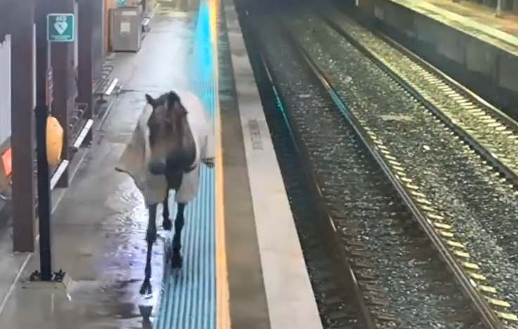 VIDEO | Un cavallo aspetta l’arrivo della metro (e dietro la linea gialla): le immagini