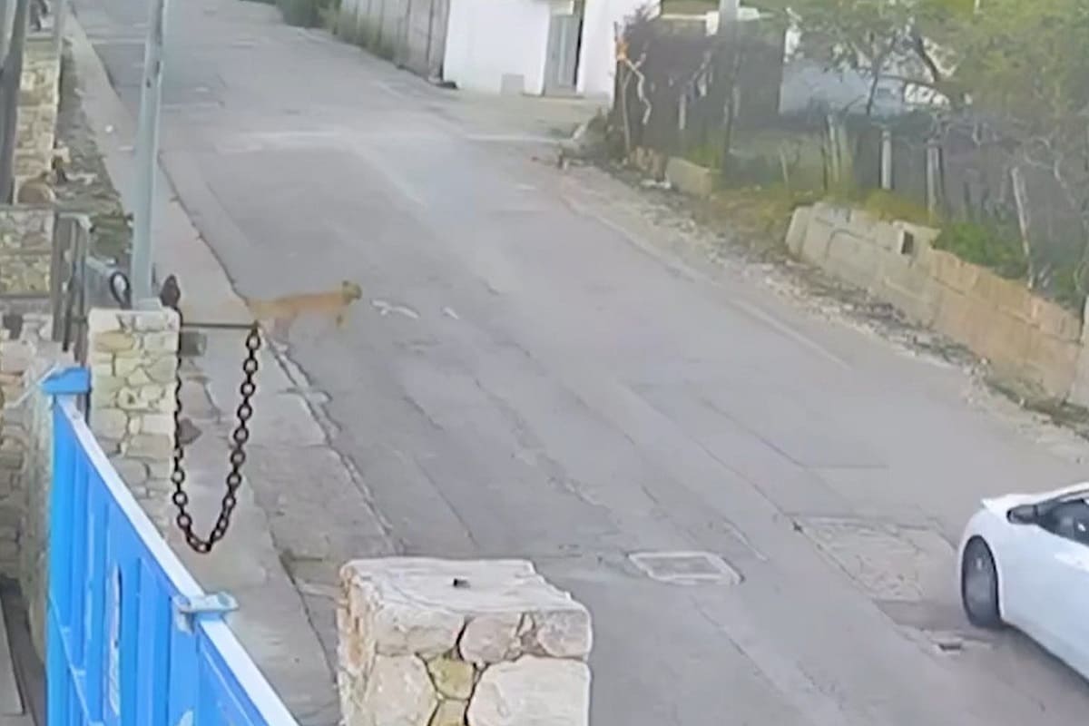Shock in strada in Sicilia, sterza e investe cagnolina: la triste storia di Nina