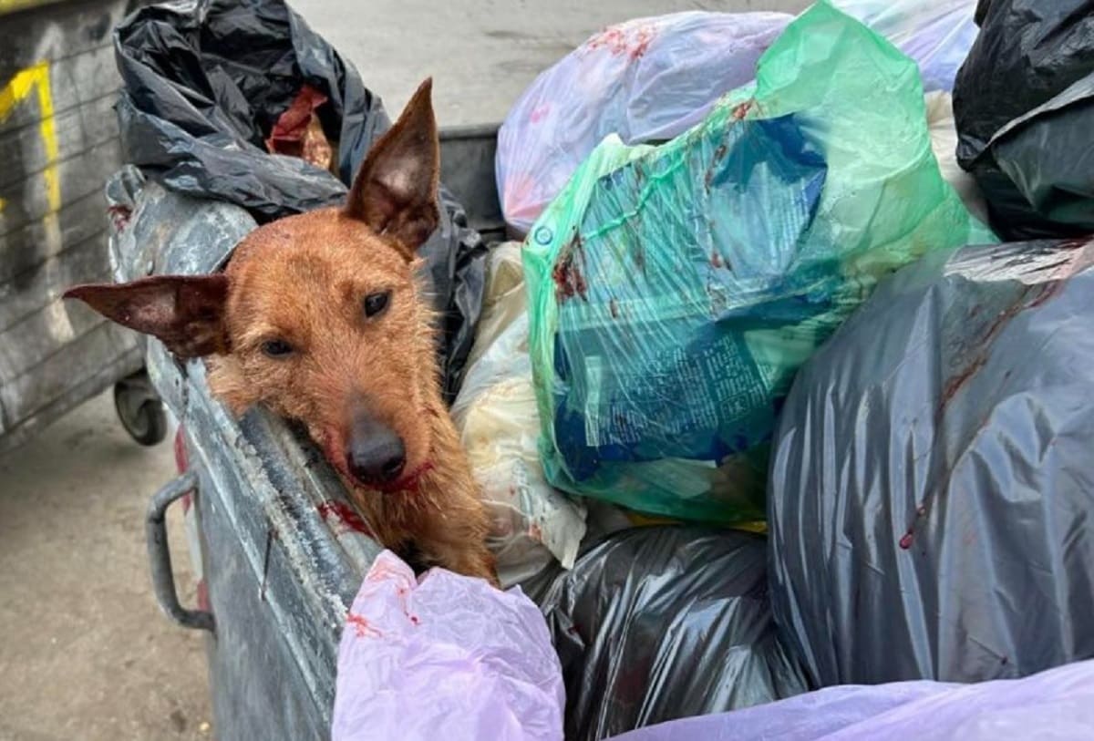 Palermo, il cane preso a picconate è fuori pericolo: “Honey è in ripresa”
