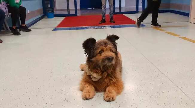 Il padrone è al pronto soccorso: cane lo aspetta lì per 5 ore