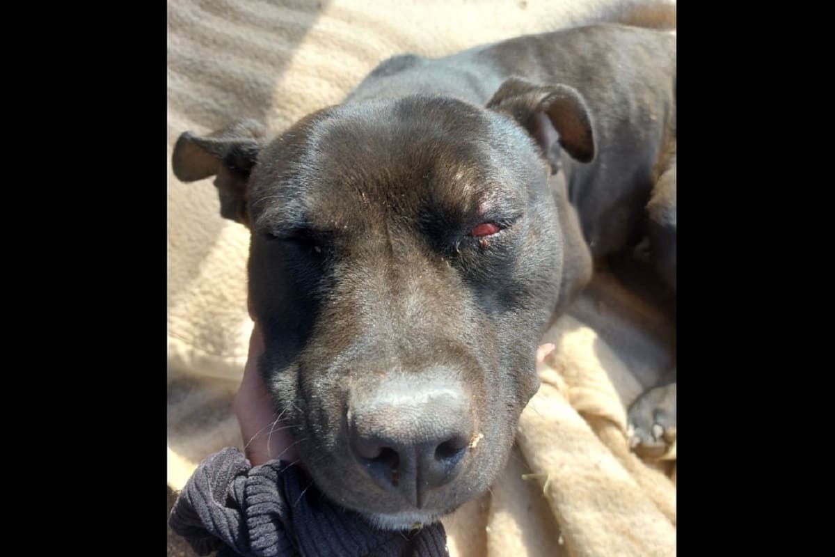 Orrore a Bagheria, cane torturato da gruppo di ragazzini: donna segnala al 112