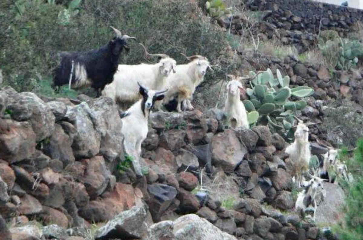Alicudi “invasa” da 600 capre selvatiche: il piano di gestione della Regione