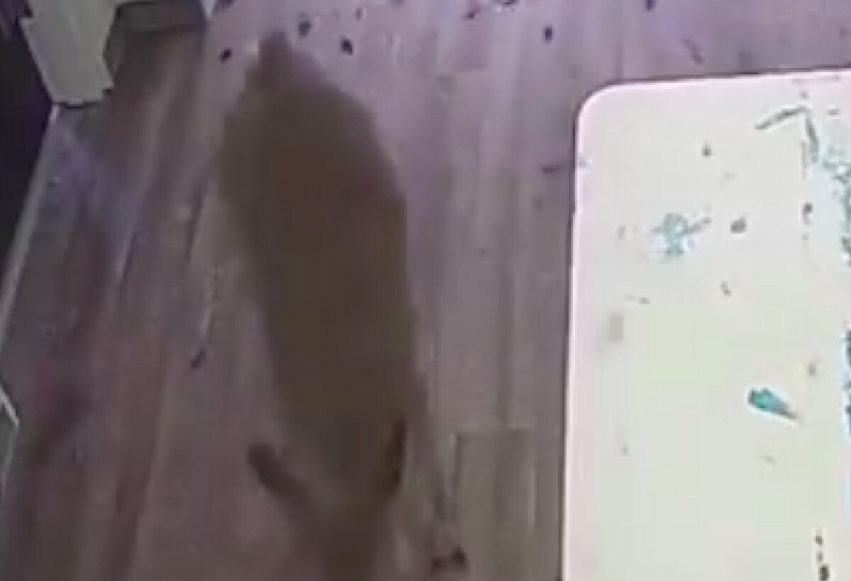 VIDEO | Texas, cervo entra in una banca sfondando il vetro