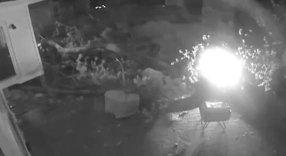 VIDEO | Albero crolla in un giardino: due uomini salvi per miracolo