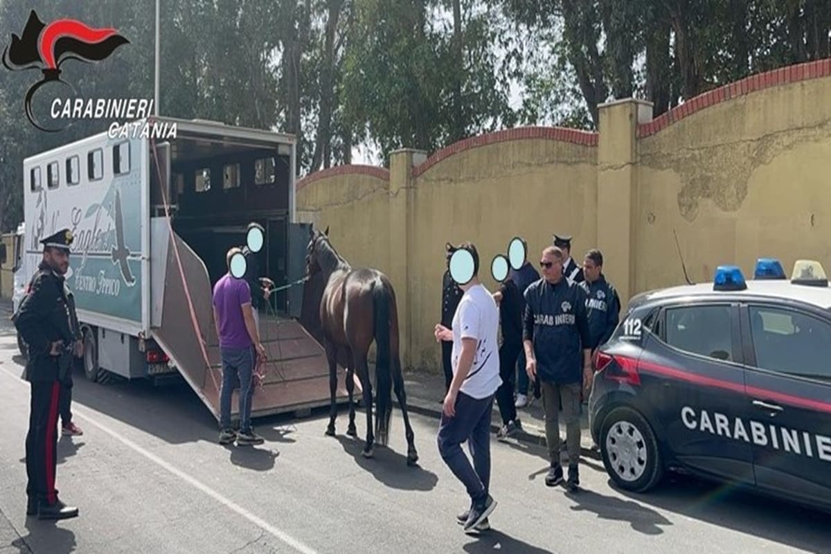 Cavalli e pony appena nato rinchiusi in stalla abusiva, scatta il sequestro a Picanello