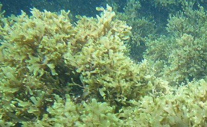 Specie invasive, “guerra” all’alga esotica