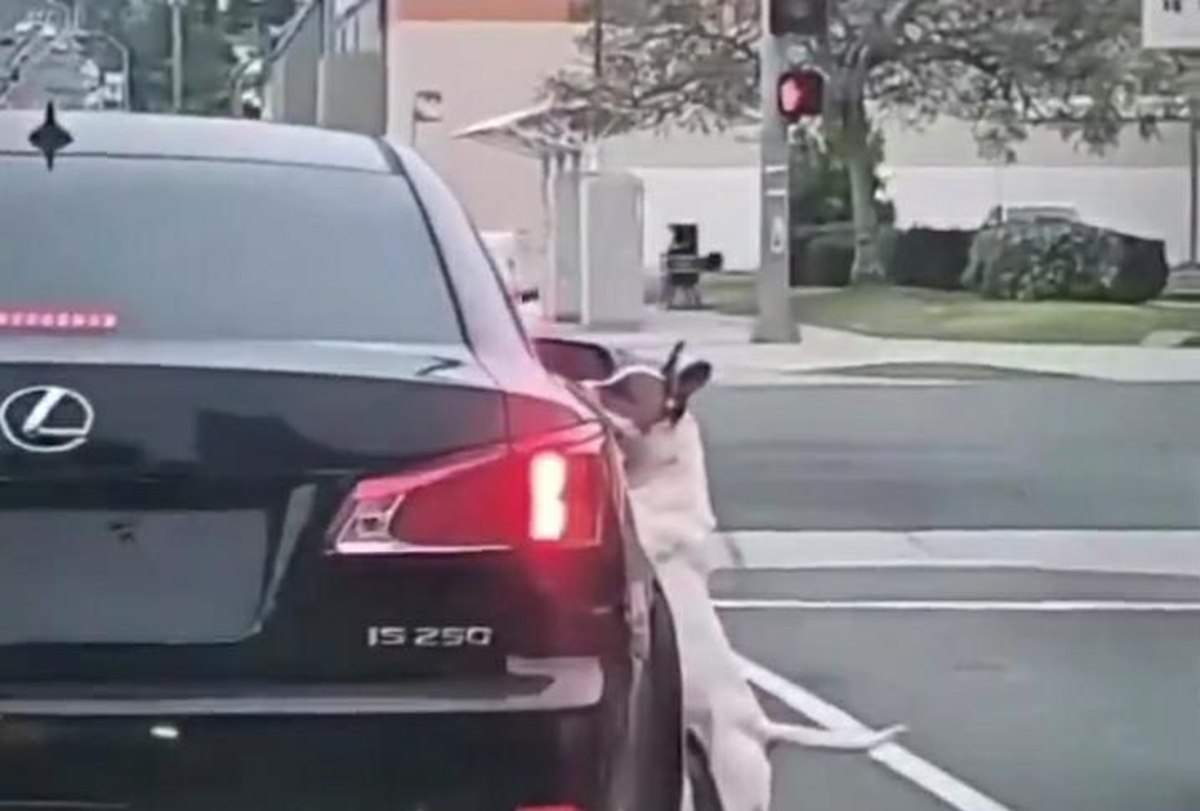 Cane abbandonato in strada: insegue la macchina del padrone