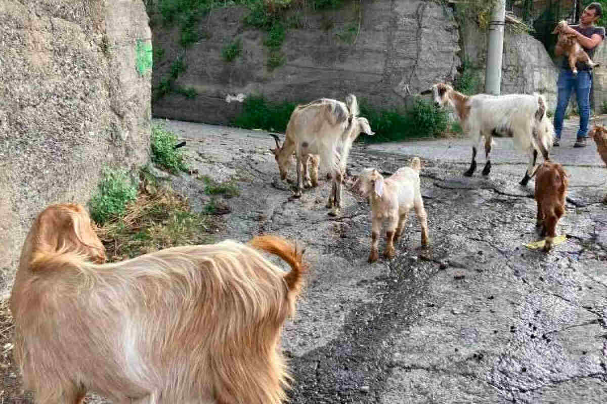 Alicudi, animalisti infuriati con il sindaco: “Non sterilizza le capre e le regala agli allevatori”