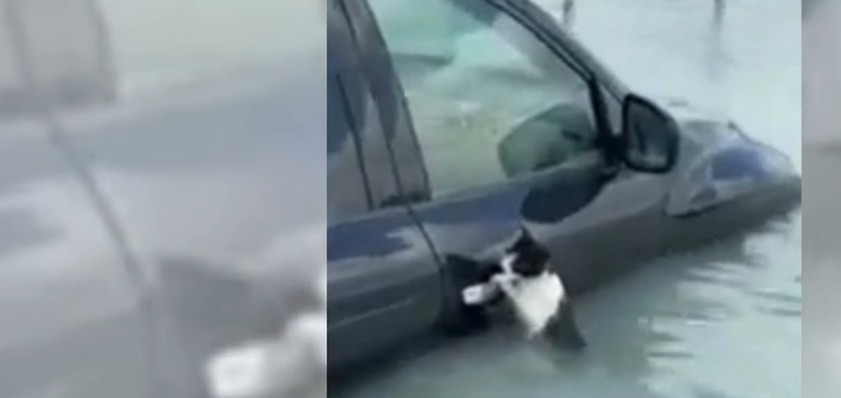VIDEO | Gatto aggrappato a un auto sommersa salvato da soccorritori