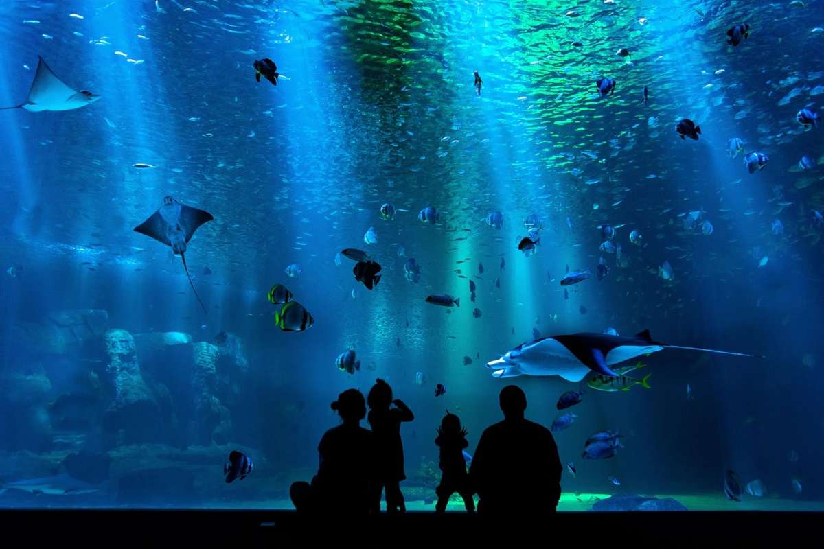 Ecoacquario dello Stretto, il progetto in commissione all’Ars: obiettivo formazione e salvaguardia dell’ambiente Ecoacquario dello Stretto, il progetto in commissione all’Ars: obiettivo formazione e salvaguardia dell’ambiente