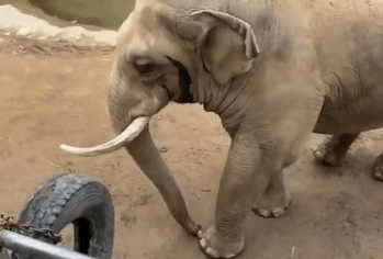 VIDEO | Bimbo perde la scarpa nel recinto dell’elefante allo zoo, lui gliela restituisce