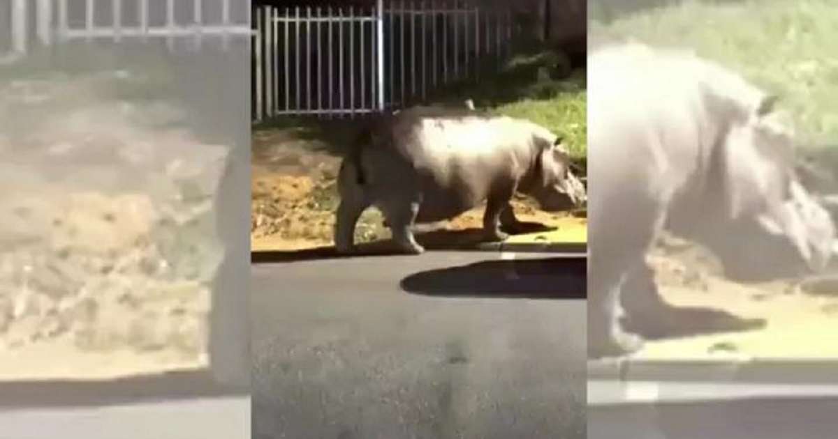 VIDEO | Ippopotamo passeggia in strada