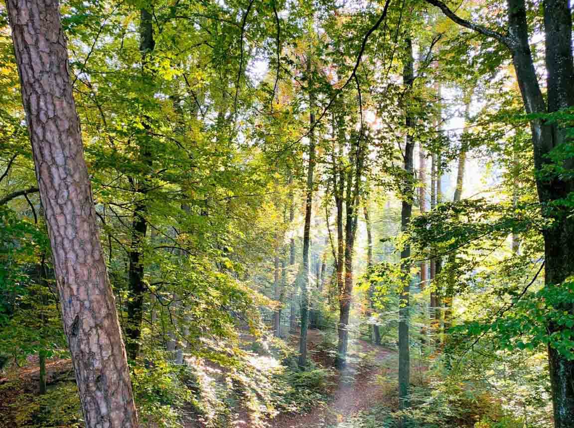 Forestali, inizia la conta dei danni per la Regione. Ecco quando verranno pagati i precari