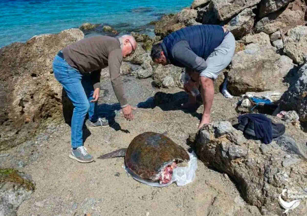 Tartaruga uccisa da un’elica nello Stretto di Messina, il racconto dei volontari