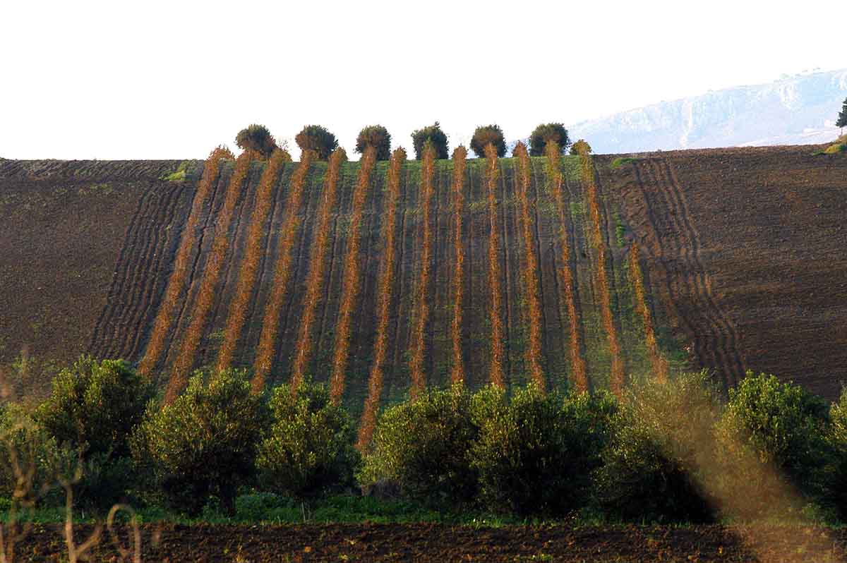 Vino, bando per sostenere gli investimenti