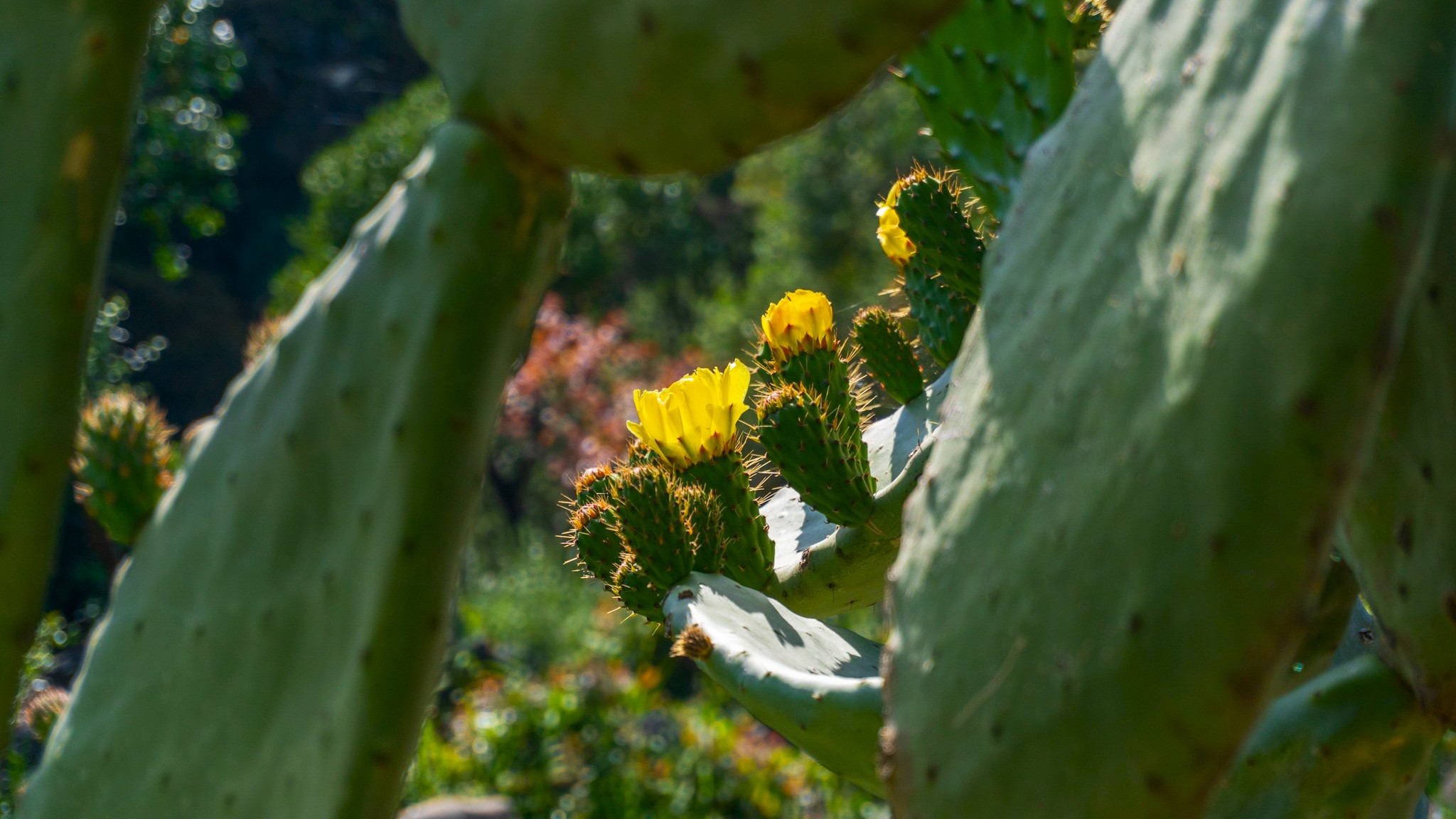 Maltempo e forte vento, danni anche alle serre dei florovivaisti. L’appello al QdS: “Bisogna aiutare gli agricoltori con le assicurazioni”