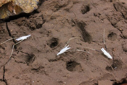 Da farina e avena arriva il robot amico degli alberi