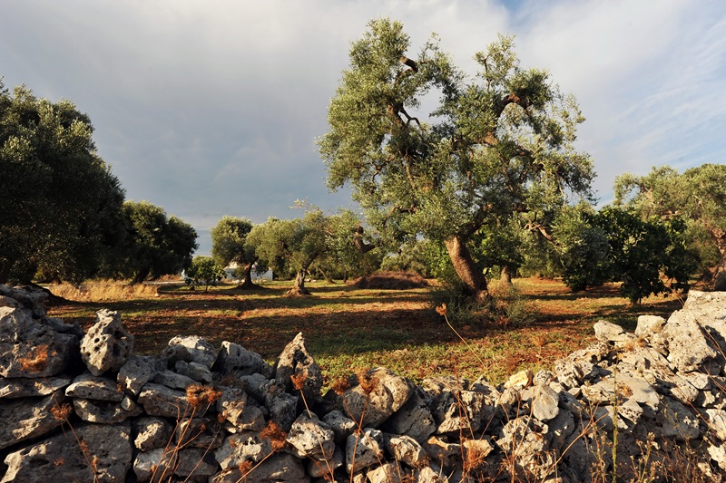 Turismo sostenibile, un progetto per le aree rurali