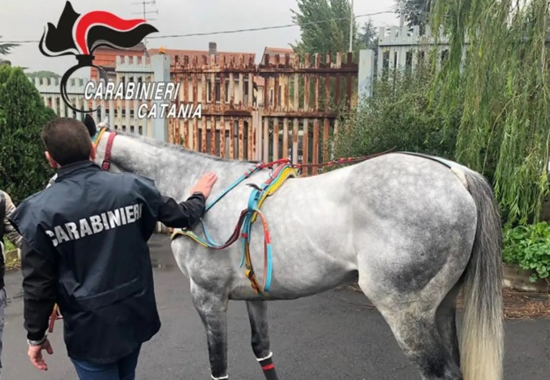Catania, gli sequestrano cavalli e lui incita alla delinquenza sui social: arrestato