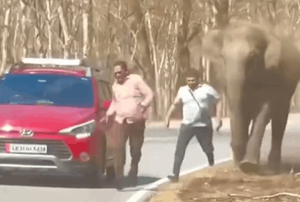 VIDEO | Turisti provano a scattare selfie con l’elefante: lui li carica