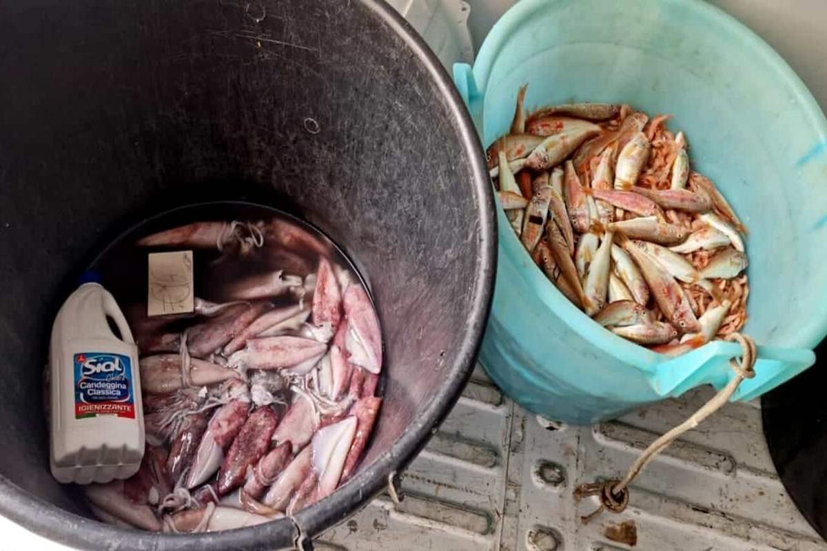 Galleria foto 'Catania, controlli alla pescheria: tra candeggina e altre irregolarità' - foto 1