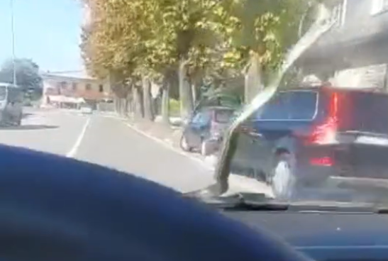 VIDEO | Paura alla guida: serpente sbuca all’improvviso sul parabrezza