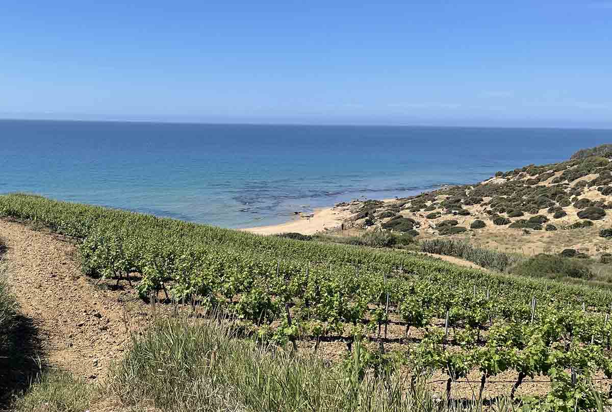 Vino siciliano, un settore in crescita tra sogni di gloria e incubi di siccità