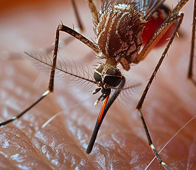 “Inutile girarci intorno: quanto accaduto con il Coronavirus si ripeterà a breve”