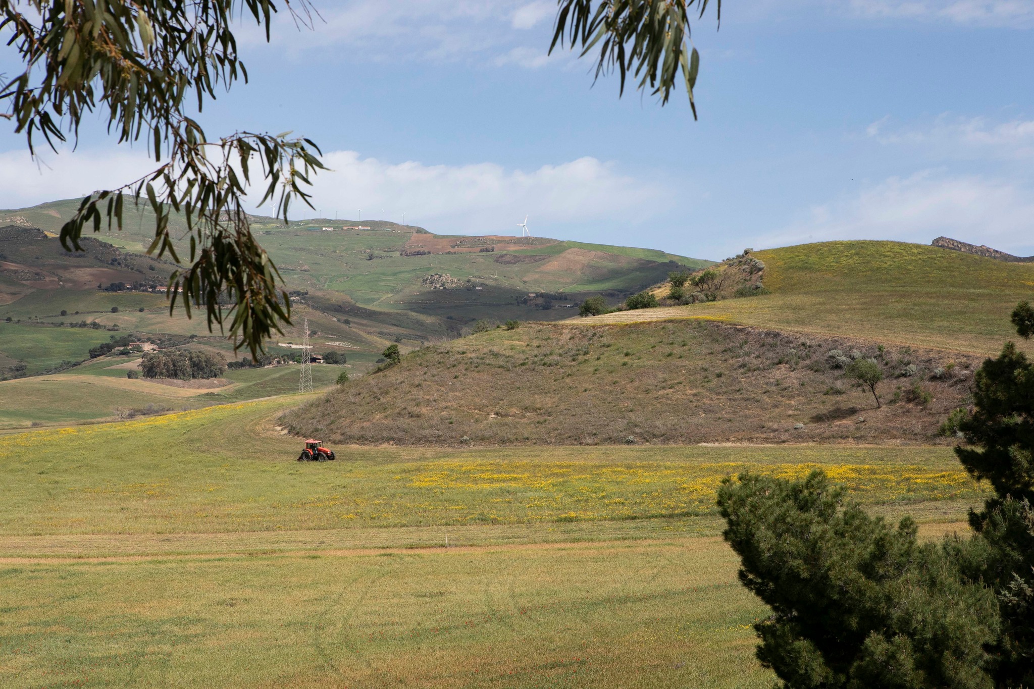 La raccolta del grano “negata” a Verbumcaudo