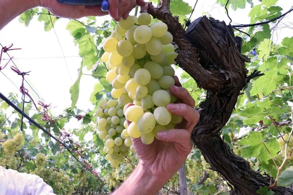 Rilancio dei vigneti siciliani, dalla Regione 33 milioni di euro: ecco chi avrà il finanziamento