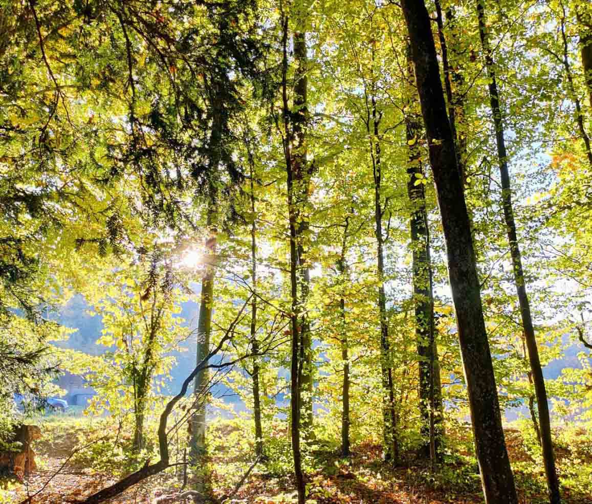 Ripristino della natura, i vincoli per gli Stati Ue: entro due anni vanno presentati i Piani nazionali Ripristino della natura, i vincoli per gli Stati Ue: entro due anni vanno presentati i Piani nazionali