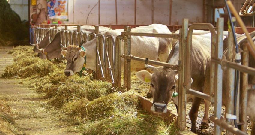 Siccità, Sicilia tra le regioni con più danni. “Puntare su gestione circolare dell’acqua”