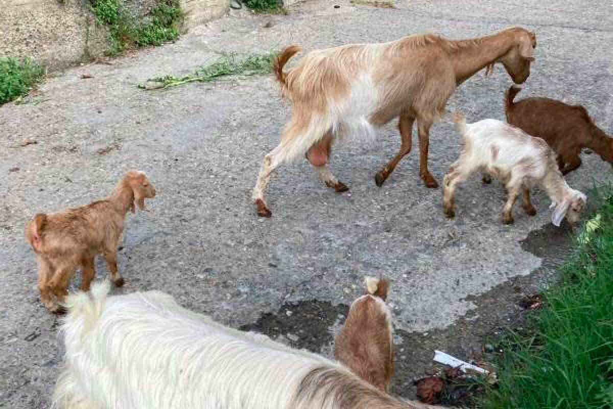 Ginostra è invasa dalle capre selvatiche, la denuncia da FDI: “Habitat devastato”