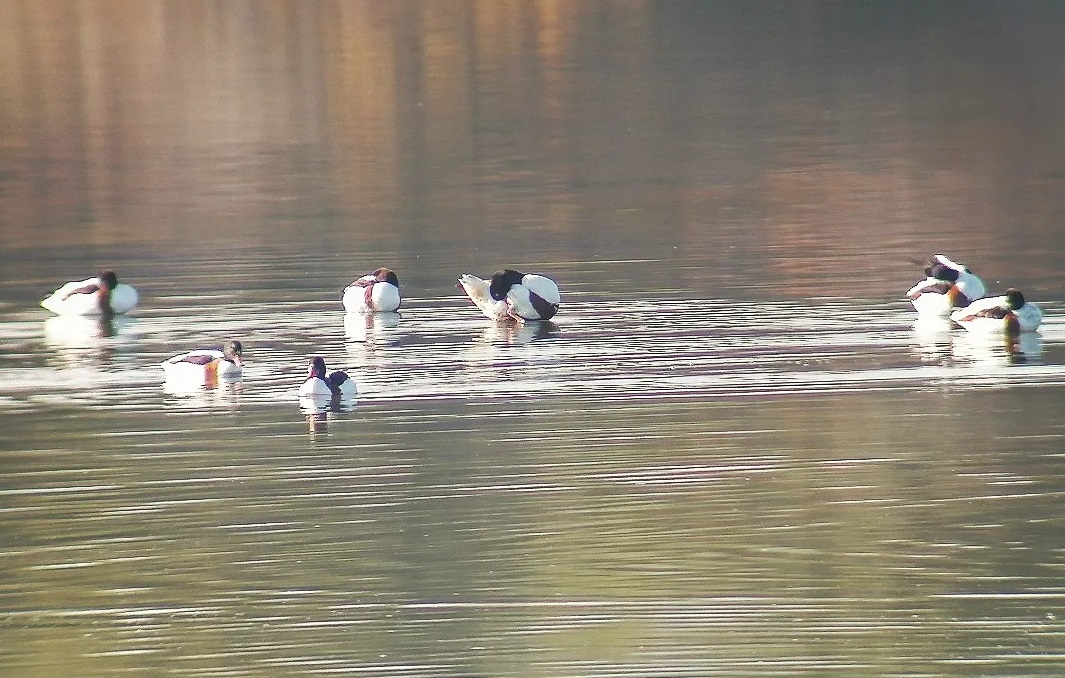 Riserva Saline di Priolo, ok al progetto di bonifica