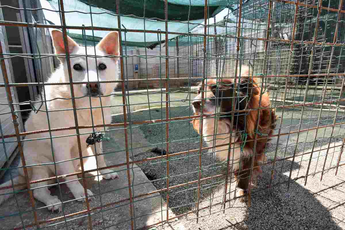 Palermo, scoperto un canile abusivo in città: tre persone segnalate e denunciate