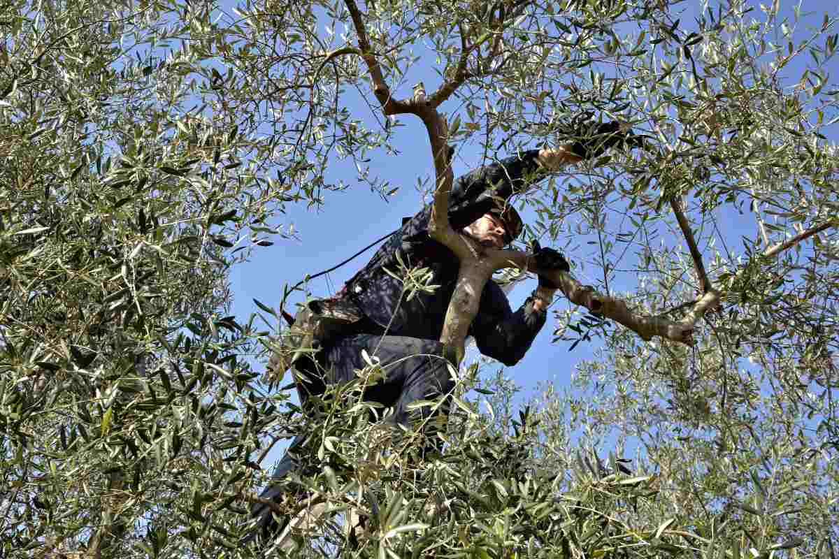 Un sistema di protezione e app per i lavoratori, gli “strumenti” per la lotta al caporalato in Sicilia