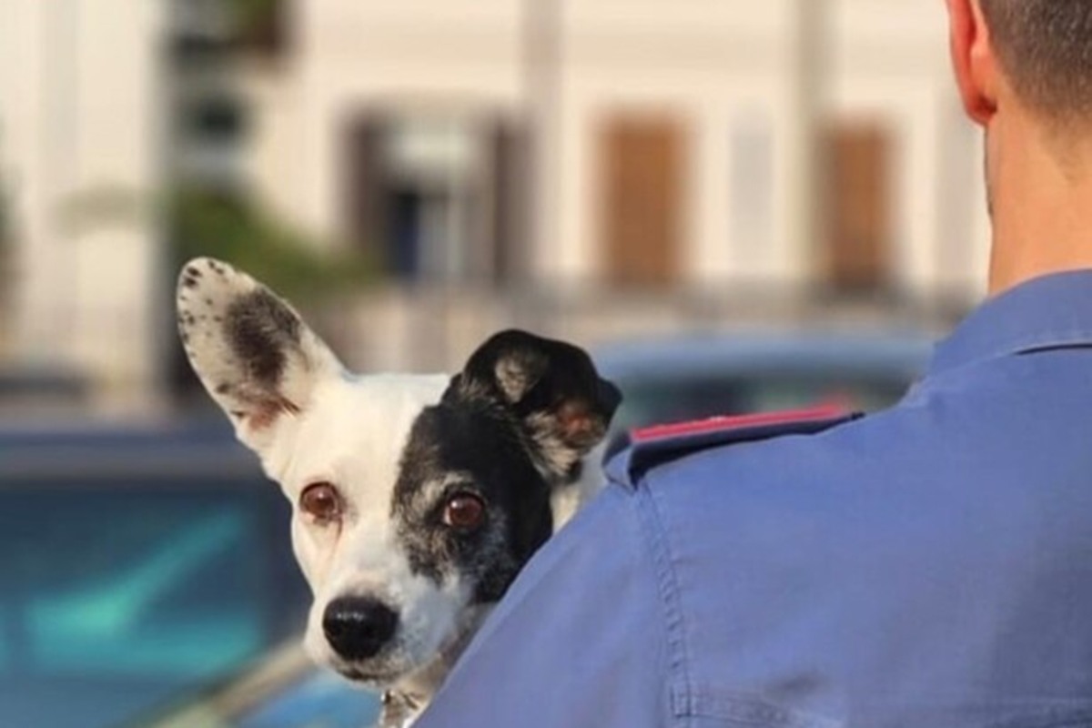 Cane lasciato chiuso in auto per andare in un locale: denunciati