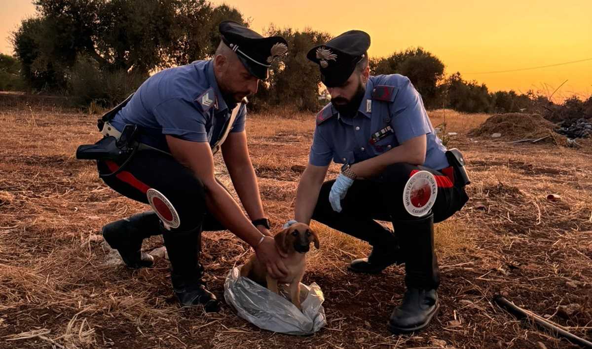 Cucciolo chiuso in un sacchetto e abbandonato in aperta campagna: ennesimo atto di crudeltà a Floridia