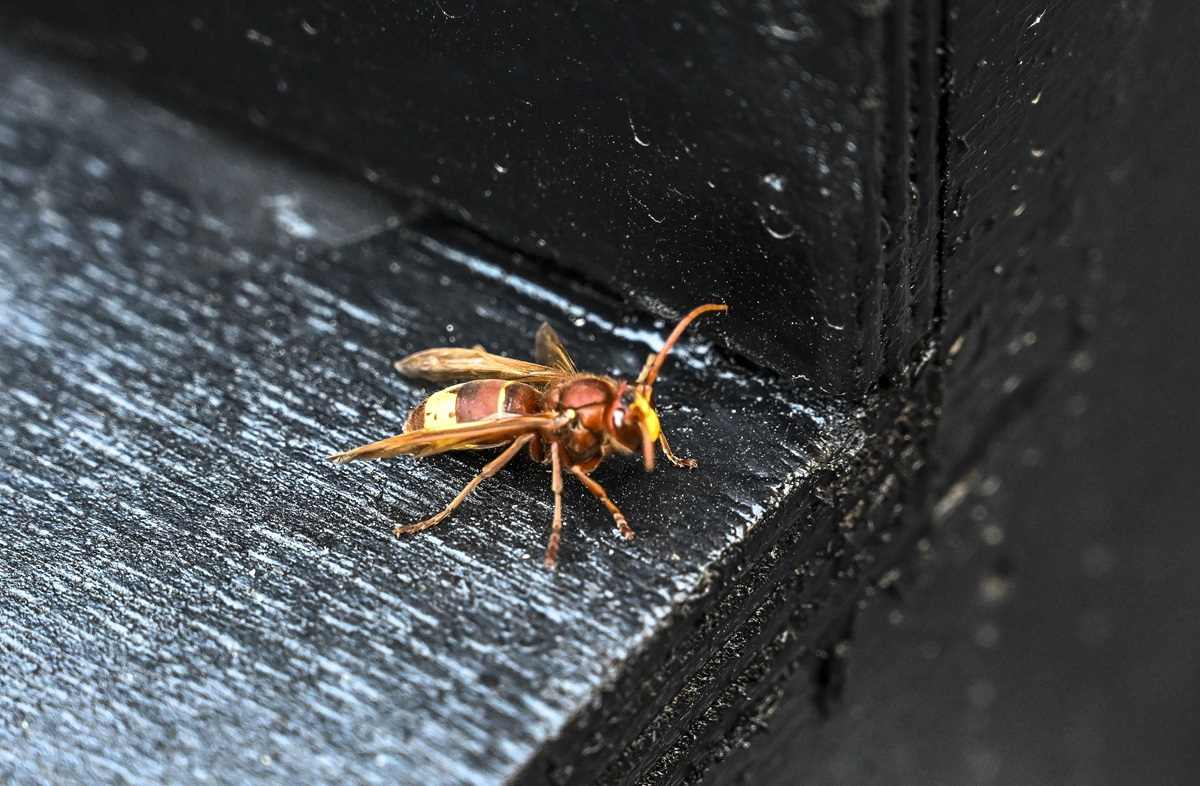 Crotone, terrorizzato da uno sciame di vespe si butta in mare per scappare: uomo di 47 anni muore di paura