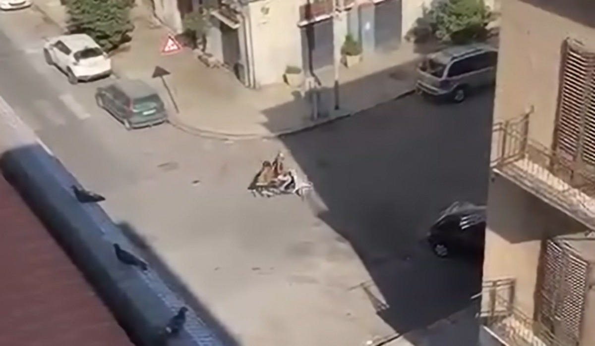 VIDEO | Palermo, ruba una panchina e la carica sullo scooter: l’appello di Ferrandelli