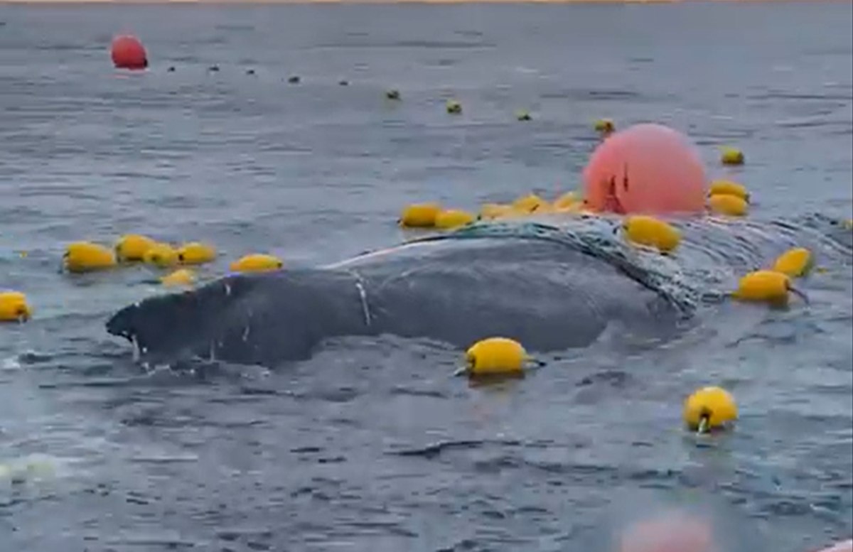 VIDEO | Quattro amici salvano la balena impigliata nelle reti: rischiano multa da 30mila dollari