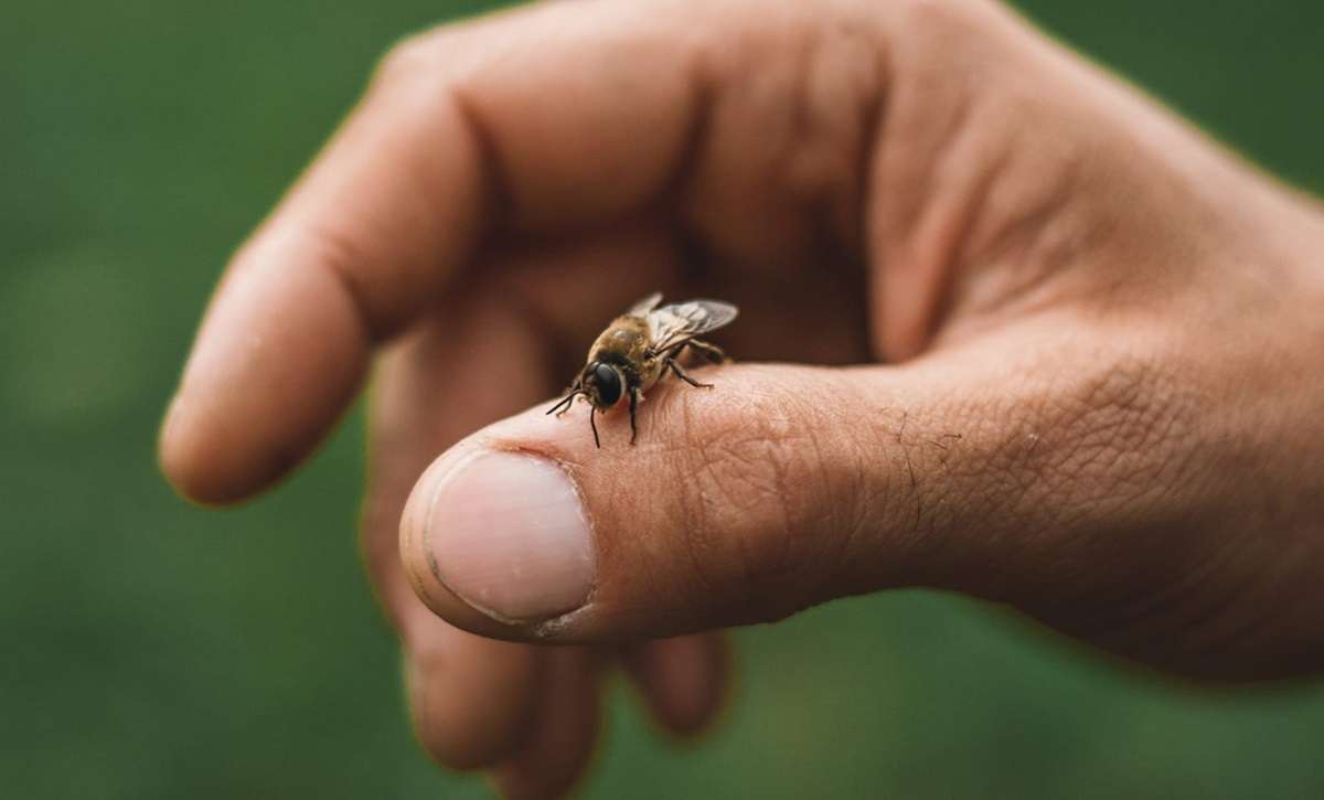 Stefano Guerra, l’ex calciatore di 62 anni morto a causa della puntura di un’ape
