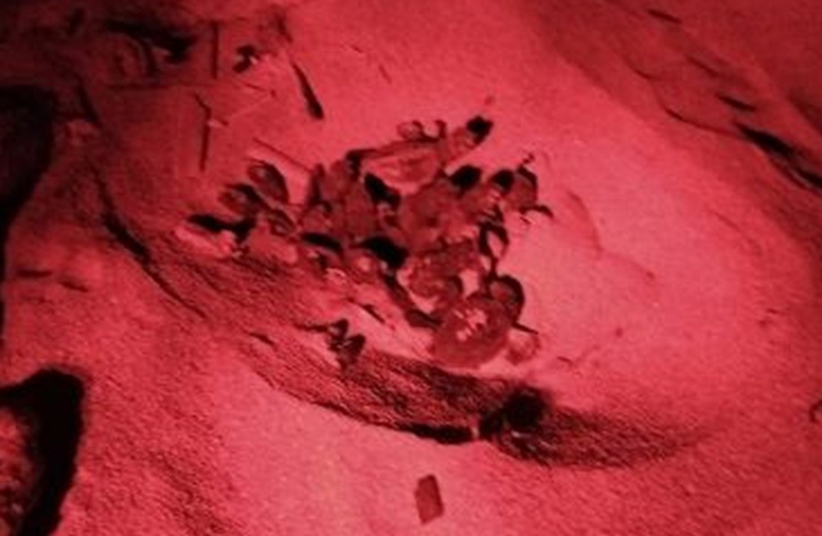 Avola, la nascita delle prime tartarughe Caretta caretta del 2024 in Contrada Piccio