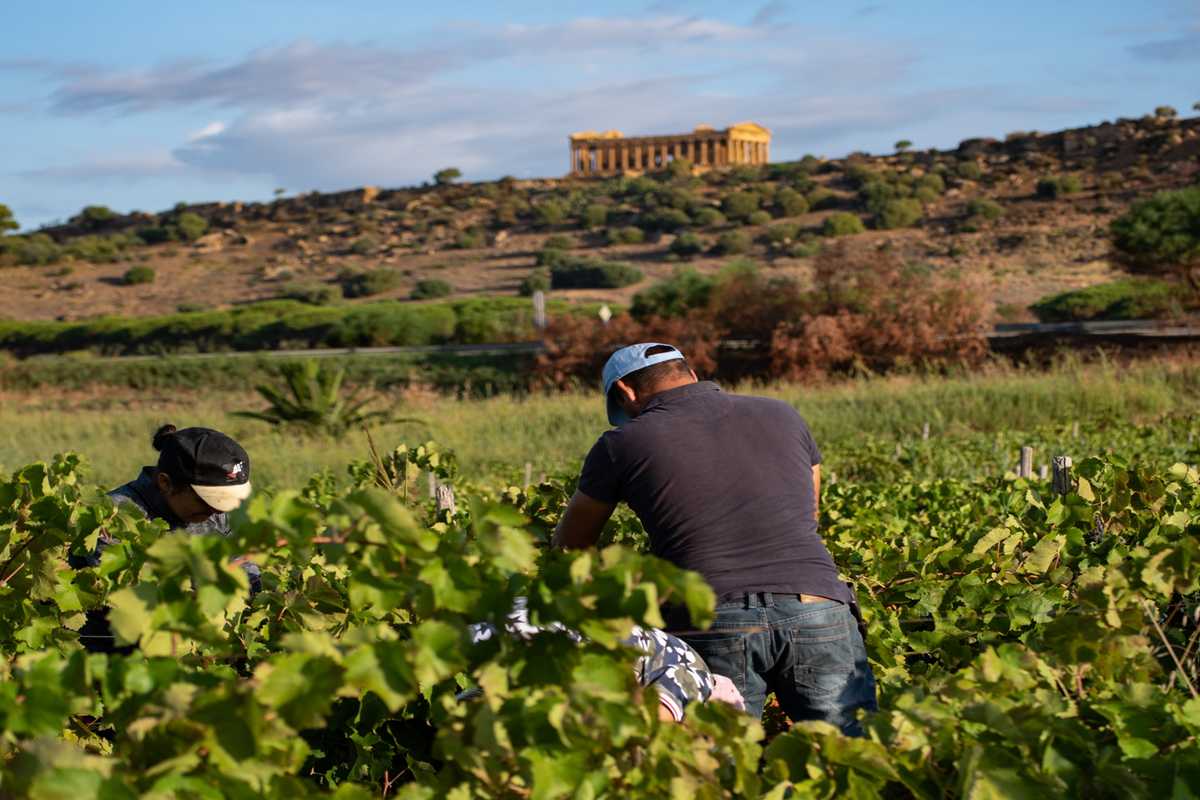 Al via la vendemmia 2024: uve integre e sane per un’annata di qualità