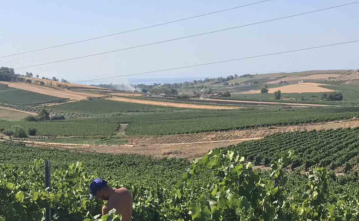 Cambiamento climatico e siccità, la vendemmia in Sicilia è già partita
