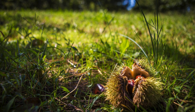 Frutta a guscio, una ricchezza che guarda all’innovazione